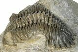 Detailed Hollardops Trilobite Fossil - Ofaten, Morocco #273422-3